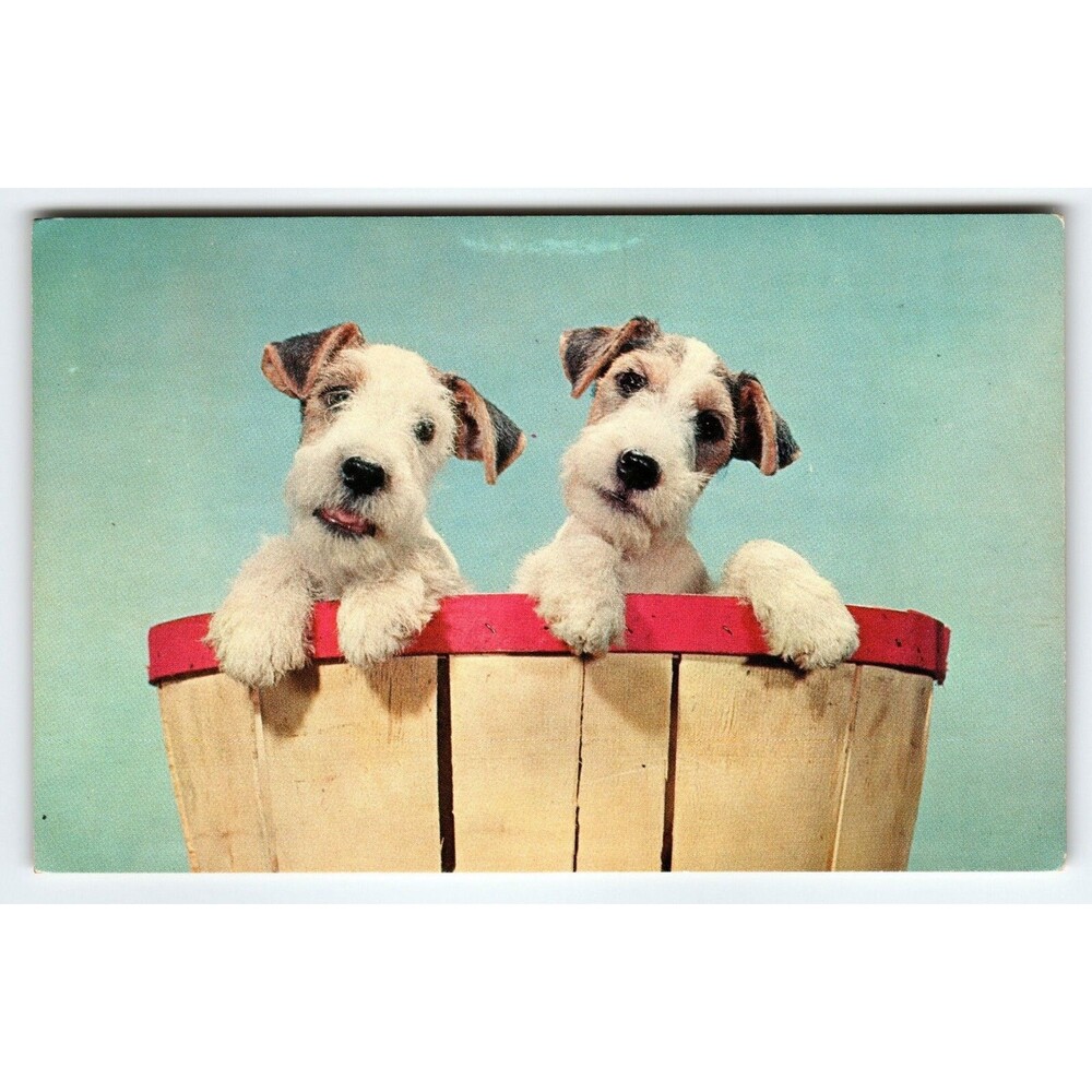 Fox Terrier Puppy Dogs In Wicker Basket Postcard Chrome Vintage Cute Unposted